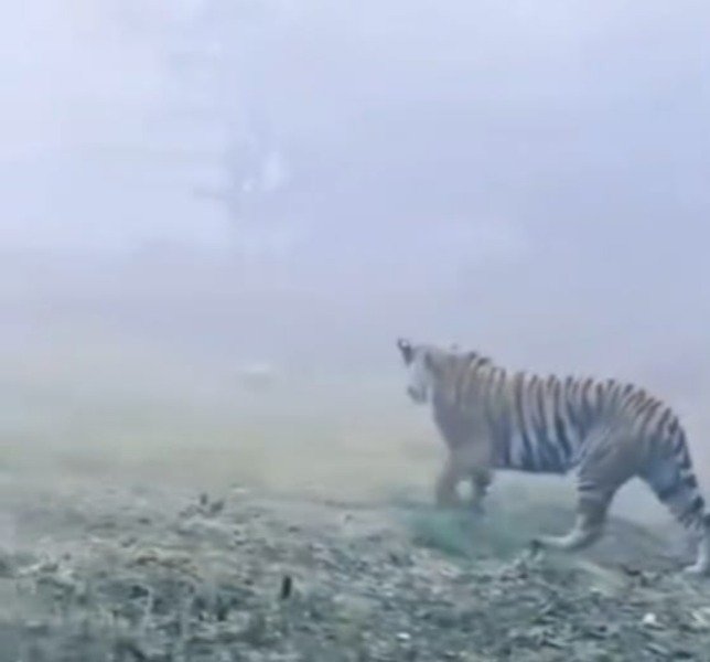 Cage and net were called to catch the tiger, Forest Division teams were deployed on the spot, Forest Officer - Mohammad Saqib