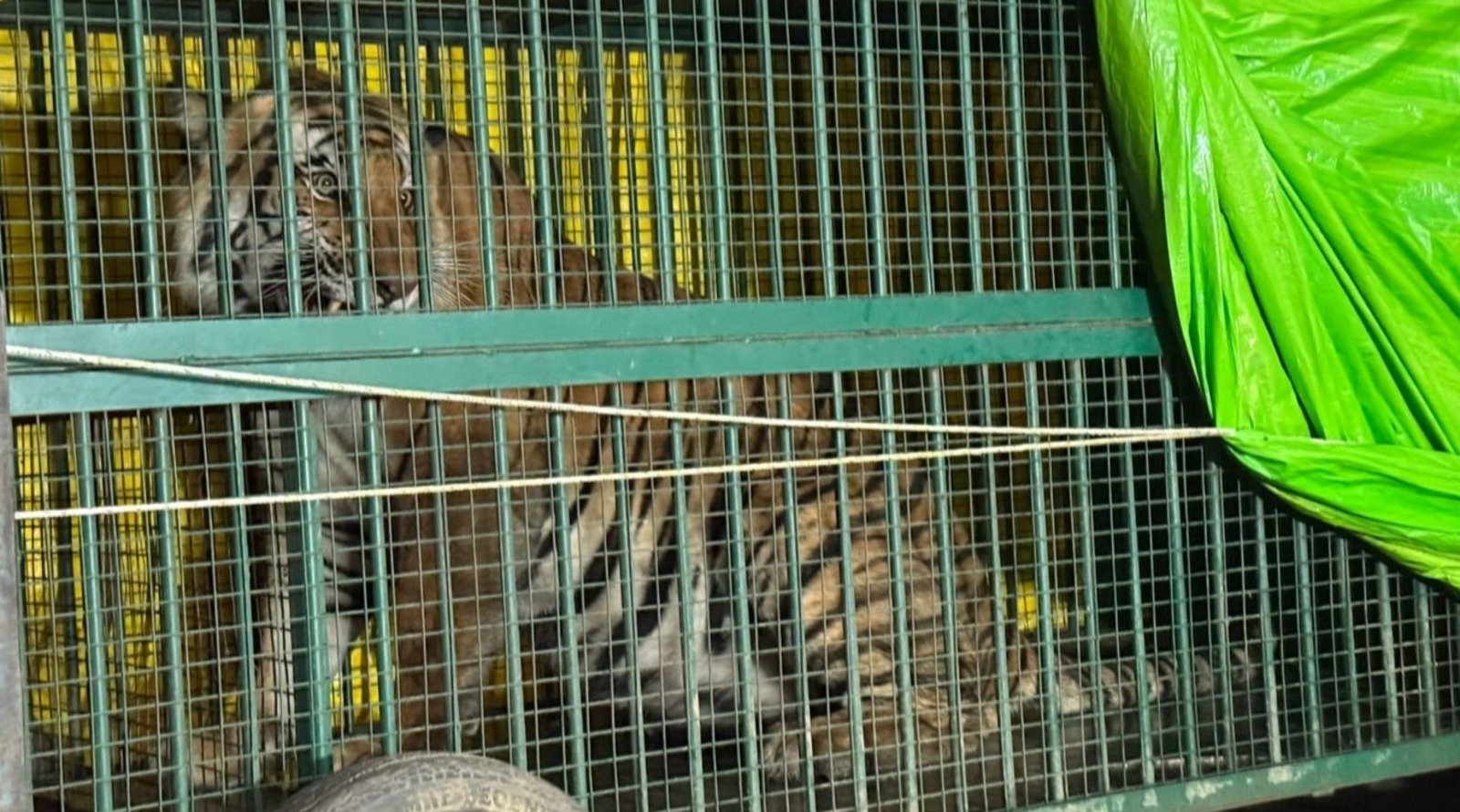 Tiger became synonymous with terror, tranquilized, caught near Basauna Mafi, people heaved a sigh of relie